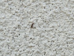Entomobryidae