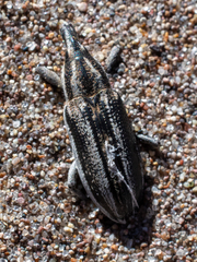 Scaphomorphus