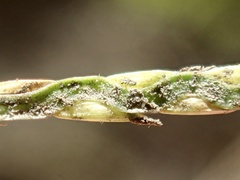 Paspalum vaginatum
