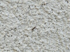 Entomobryidae