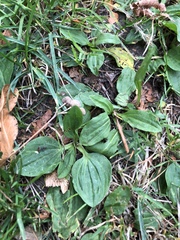 Plantago major