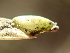 Paspalum vaginatum