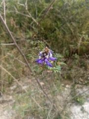 Dalea coerulea