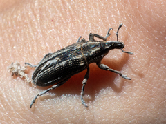 Scaphomorphus