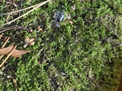 Callicladium imponens