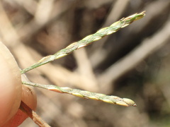Paspalum vaginatum