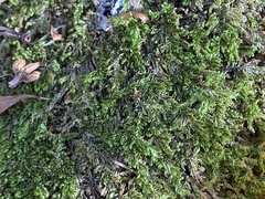 Callicladium imponens