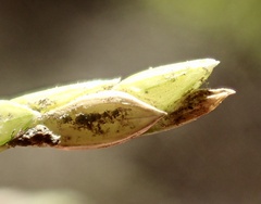 Paspalum vaginatum