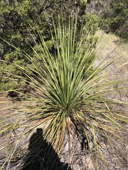 Dasylirion texanum