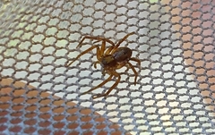 Philodromus aureolus