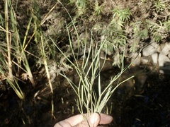 Paspalum vaginatum