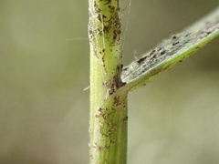 Paspalum vaginatum