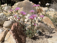 Lampranthus swartbergensis