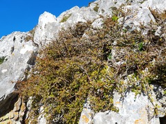 Ribes alpinum