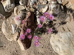 Lampranthus swartbergensis