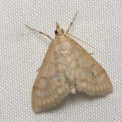 Paracorsia repandalis