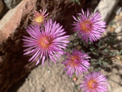 Lampranthus swartbergensis