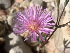 Lampranthus swartbergensis