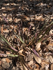 Paspalum langei