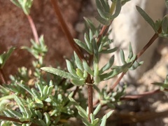 Lampranthus swartbergensis