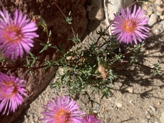 Lampranthus swartbergensis