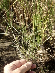 Paspalum vaginatum