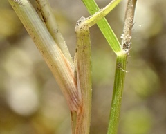 Paspalum vaginatum