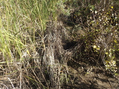 Paspalum vaginatum