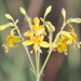 Alstroemeria apertiflora - Photo Δεν διατηρούνται δικαιώματα, uploaded by Fernando Sessegolo
