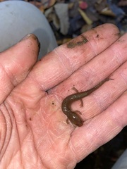 Pseudotriton ruber
