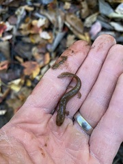 Pseudotriton ruber