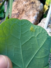 Leptophobia aripa
