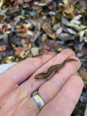 Pseudotriton ruber