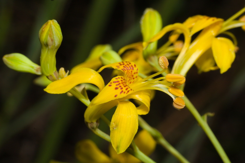 Alstroemeria apertiflora