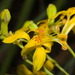 Alstroemeria apertiflora - Photo no rights reserved, uploaded by Fernando Sessegolo