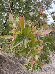 Pistacia atlantica