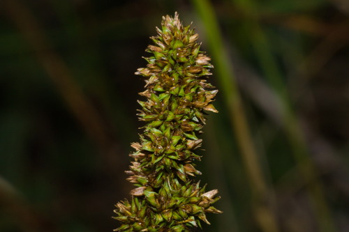 Carex feddeana (Carex feddeana)