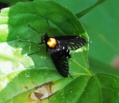 Chrysopilus thoracicus