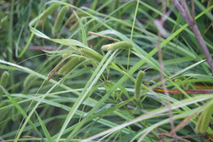 Carex polysticha