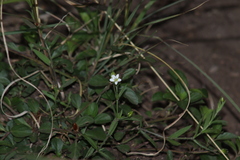 Arenaria