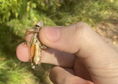 Melanoplus ponderosus