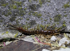 Lithobius