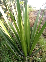 Furcraea