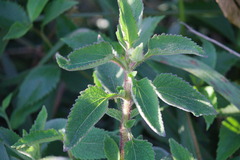 Campuloclinium macrocephalum