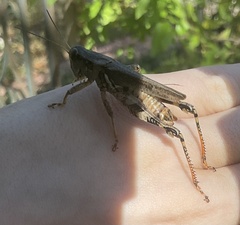 Melanoplus ponderosus