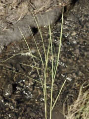 Distichlis spicata