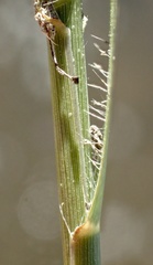 Distichlis spicata