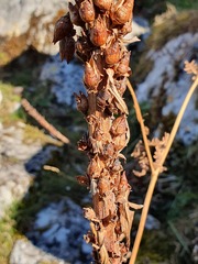 Digitalis parviflora