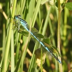 Erythromma lindenii