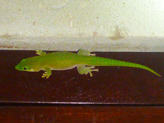 Phelsuma kochi